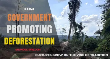 Brazil's Environmental Policies: A Catalyst for Deforestation?