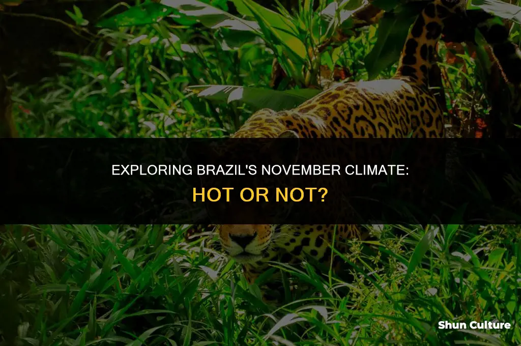 is brazil hot in november