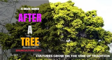 Unveiling the Truth: Is Brazil Really Named After a Tree?