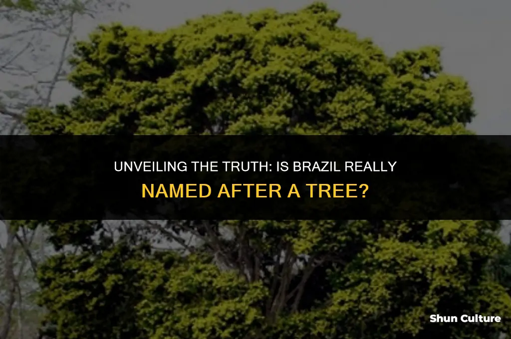 is brazil named after a tree
