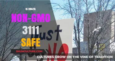 Exploring the Safety of Brazil's Non-GMO 3111: Facts and Myths