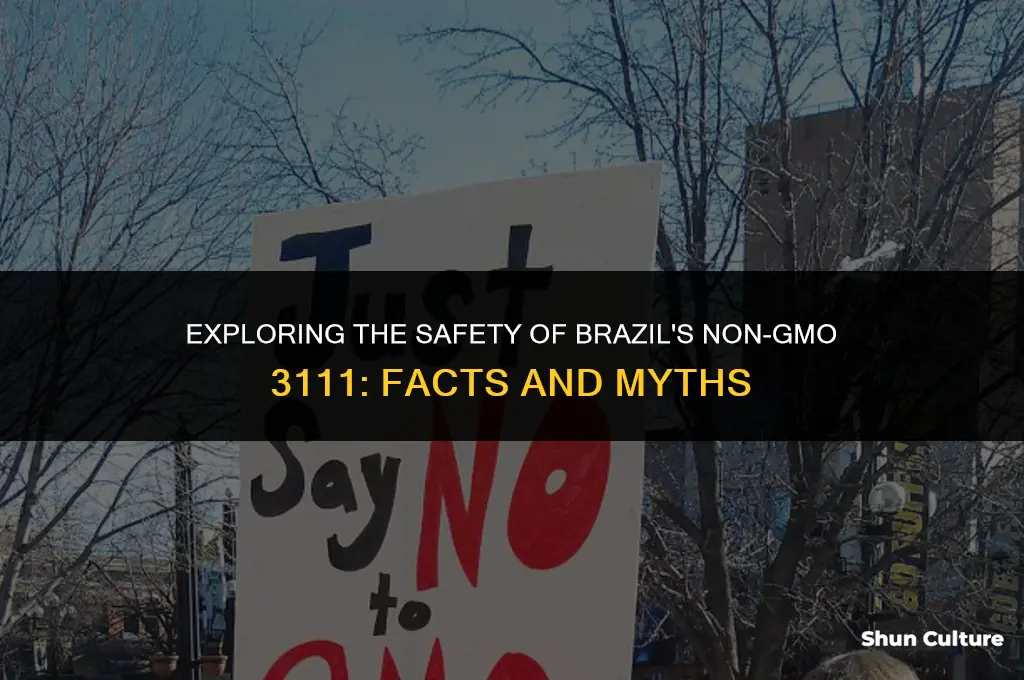 is brazil non-gmo 3111 safe