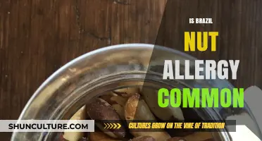 Is Brazil Nut Allergy Common? Understanding Risks and Prevalence