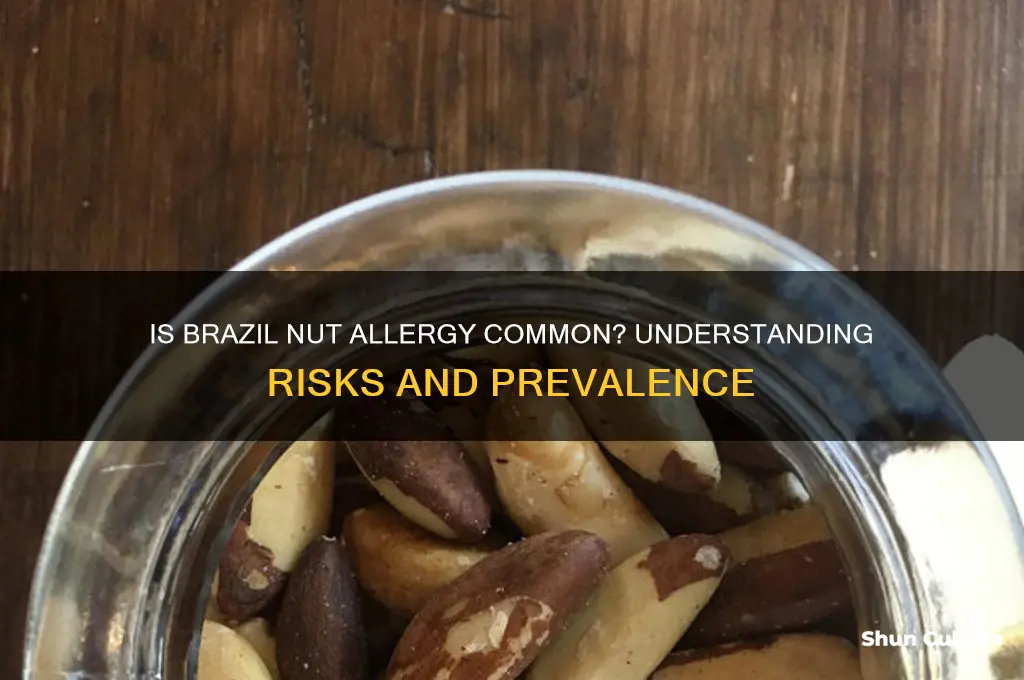 is brazil nut allergy common