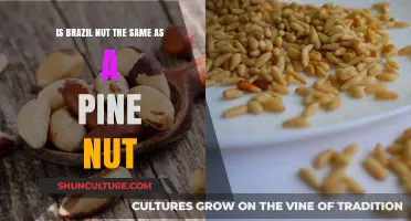 Brazil Nut vs. Pine Nut: Unraveling the Differences and Similarities