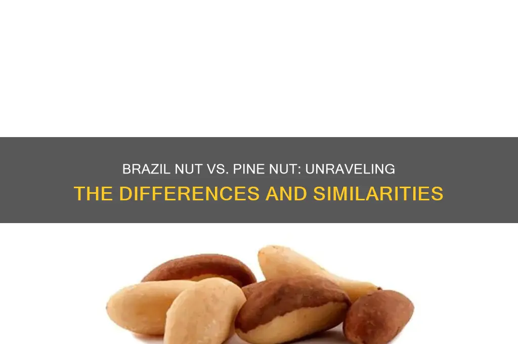 is brazil nut the same as a pine nut