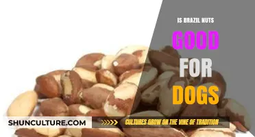 Can Dogs Eat Brazil Nuts? Safety and Health Considerations Explained