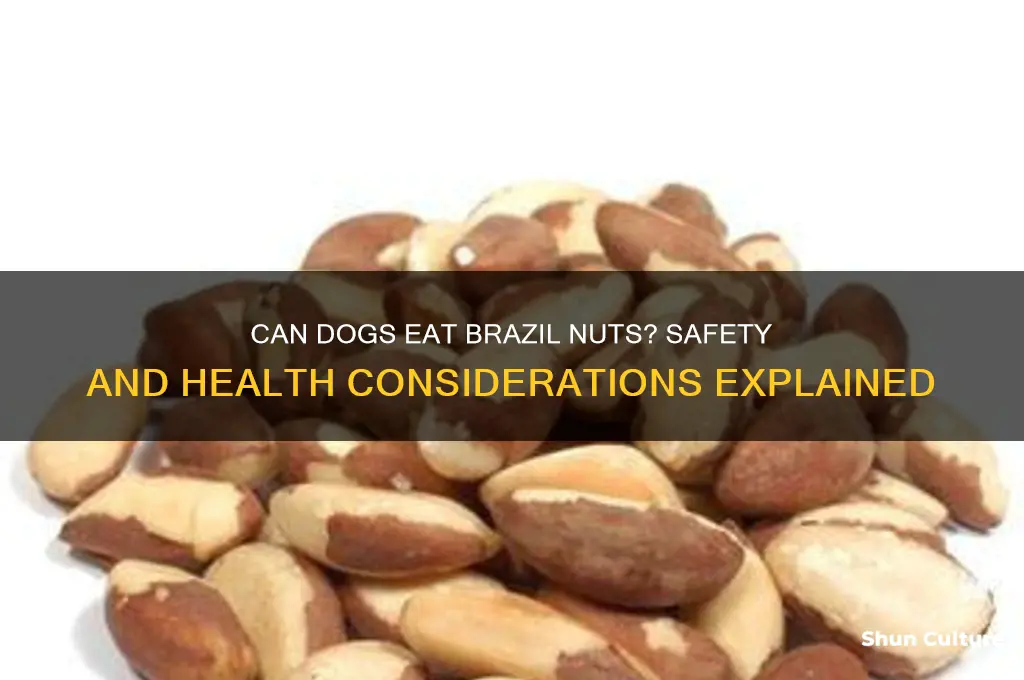 is brazil nuts good for dogs