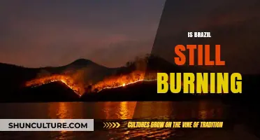 Is Brazil Still Burning? The Amazon's Ongoing Crisis and Global Impact