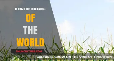 Is Brazil the Global Corn Capital? Unveiling the Truth