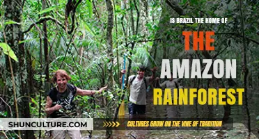 Is Brazil the Amazon Rainforest's True Home? Unveiling the Facts