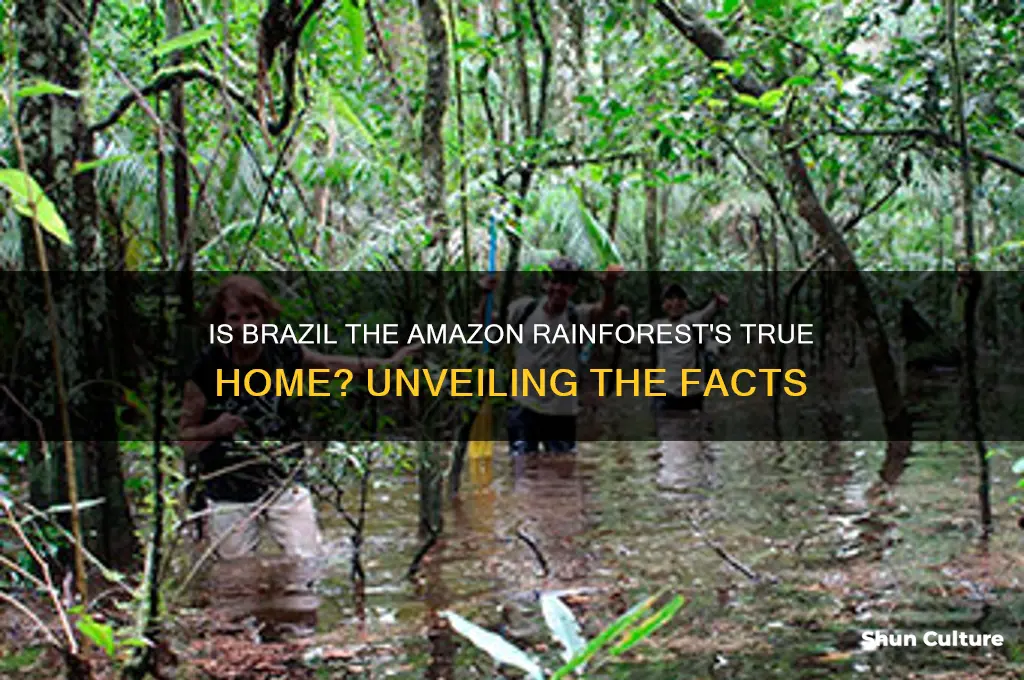 is brazil the home of the amazon rainforest