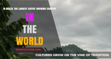 Brazil's Coffee Dominance: Is It the World's Largest Grower?