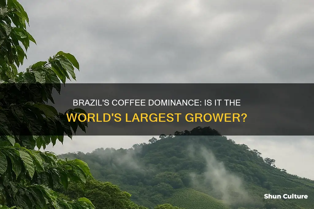 is brazil the largest coffee growing country in the world