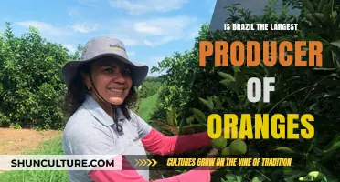 Brazil's Orange Dominance: Is It the World's Largest Producer?