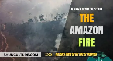 Brazil's Battle: Efforts to Extinguish the Amazon Rainforest Fires