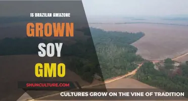 Is Brazilian Amazon-Grown Soy Genetically Modified? Unveiling the Truth