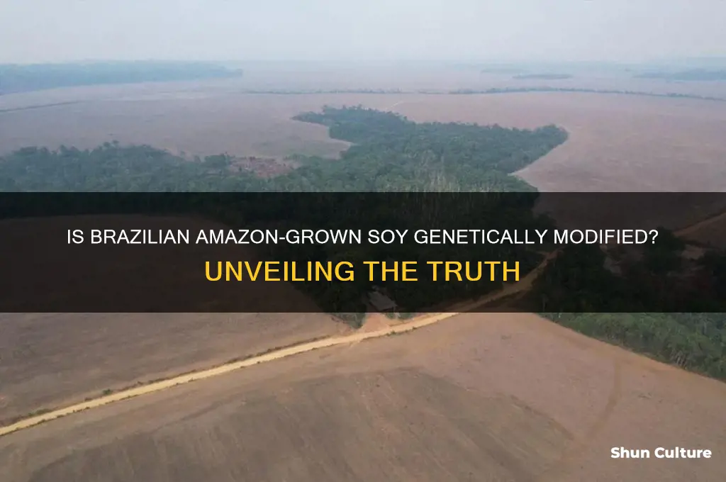 is brazilan amazone grown soy gmo