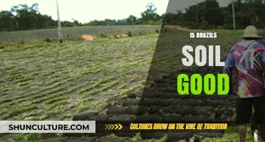Exploring Brazil's Soil Quality: Fertility, Challenges, and Agricultural Potential