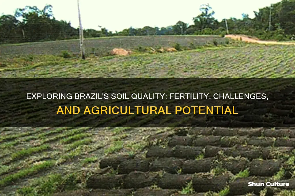 is brazils soil good