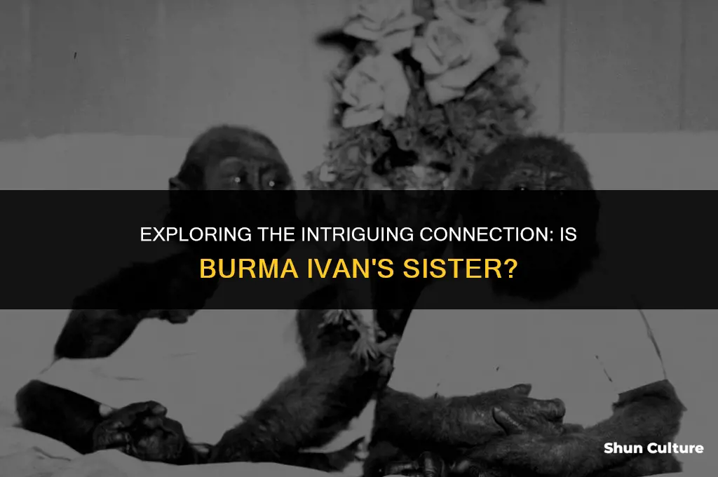is burma ivan