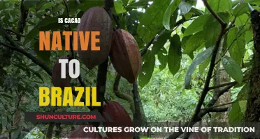 Is Cacao Native to Brazil? Unraveling the Origins of This Ancient Crop