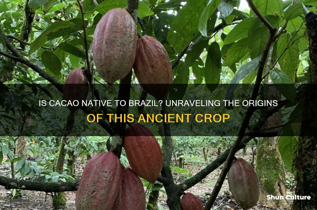 is cacao native to brazil