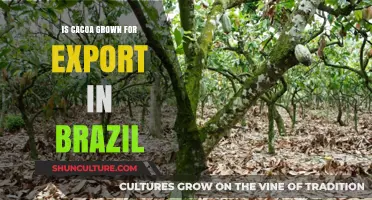 Brazil's Cacao Export Boom: Cultivation, Trade, and Global Demand