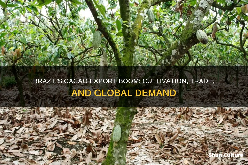 is cacoa grown for export in brazil