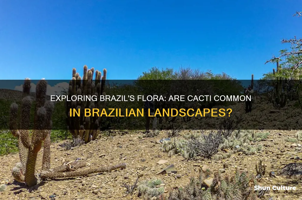 is cactuc known in brazil