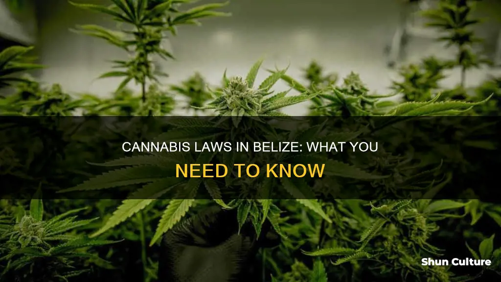 is cannabis legal in belize