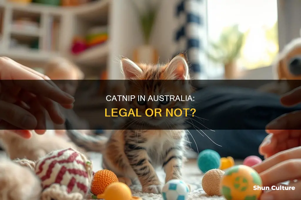 is catnip illegal in australia