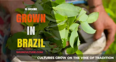 Cocaine Cultivation in Brazil: Uncovering the Truth Behind the Trade
