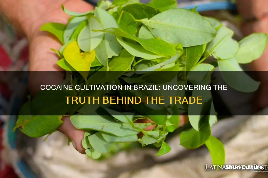 is cocaine grown in brazil