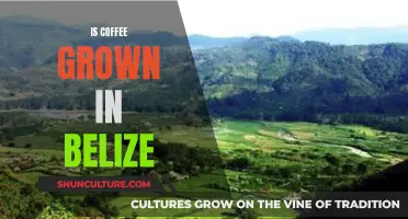 Belize's Coffee-Growing Legacy