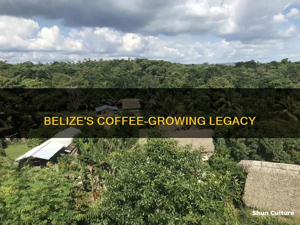 is coffee grown in belize