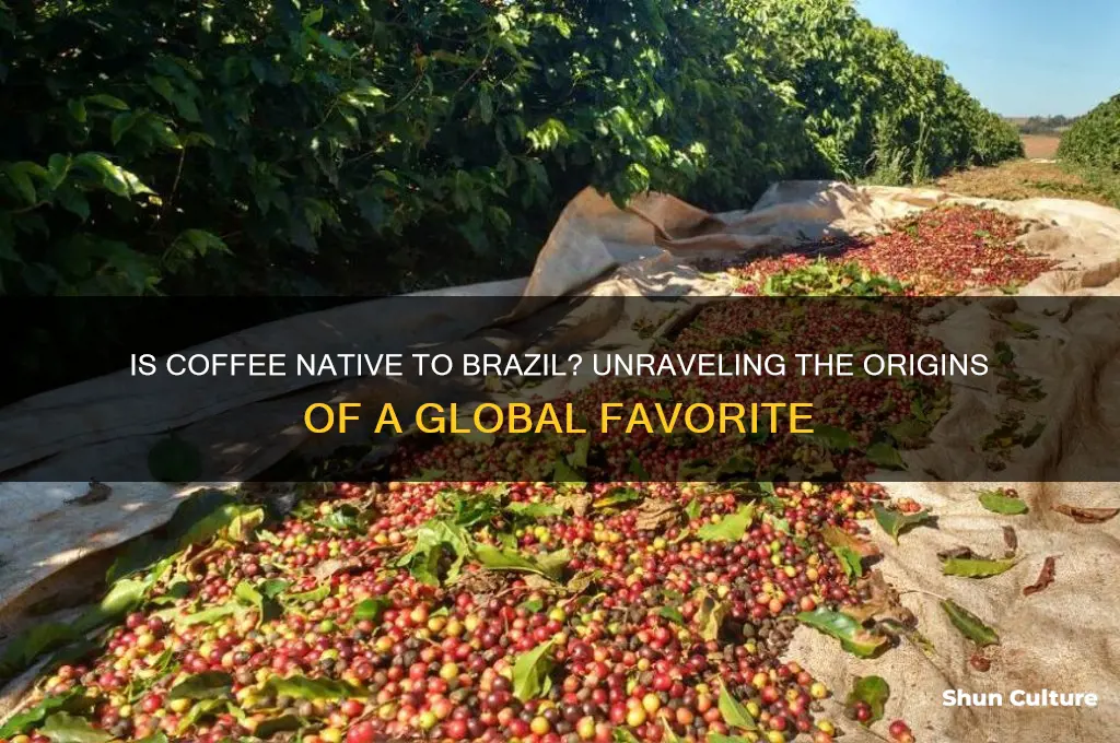 is coffee native to brazil
