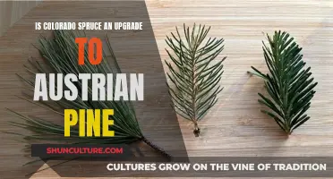 Colorado Spruce vs Austrian Pine: A Worthy Upgrade?