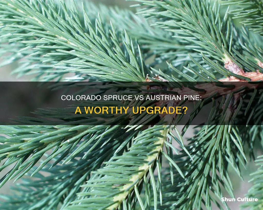 is colorado spruce an upgrade to austrian pine