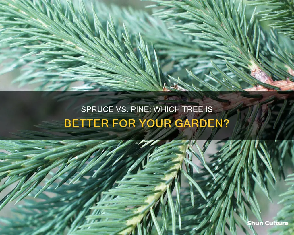 is colorado spruce better than austrian pine