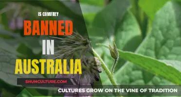 Comfrey: Australia's Ban on a Controversial Herb