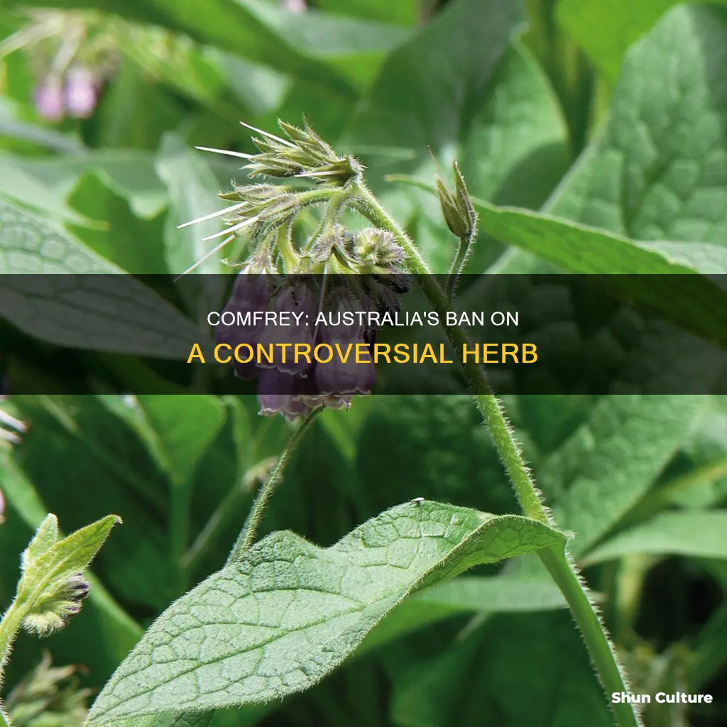 is comfrey banned in australia