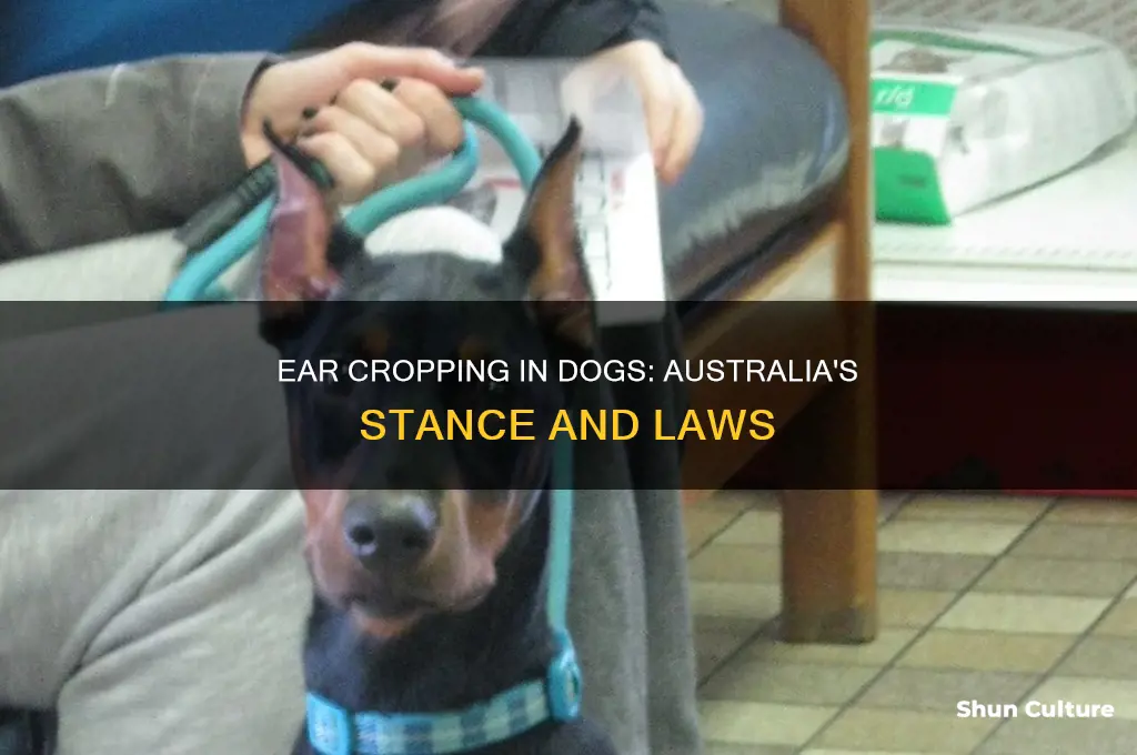 is cropping dogs ears illegal in australia