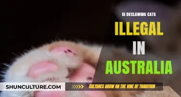 Why Australia Outlawed Cat Declawing