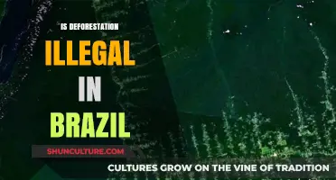 Is Deforestation Illegal in Brazil? Exploring Laws and Enforcement