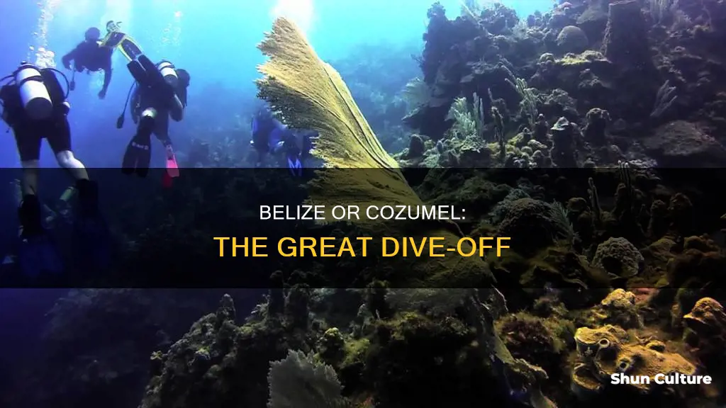 is diving from cruise in belize or cozumel better