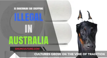Ear Cropping Dobermans: Australia's Legal Take