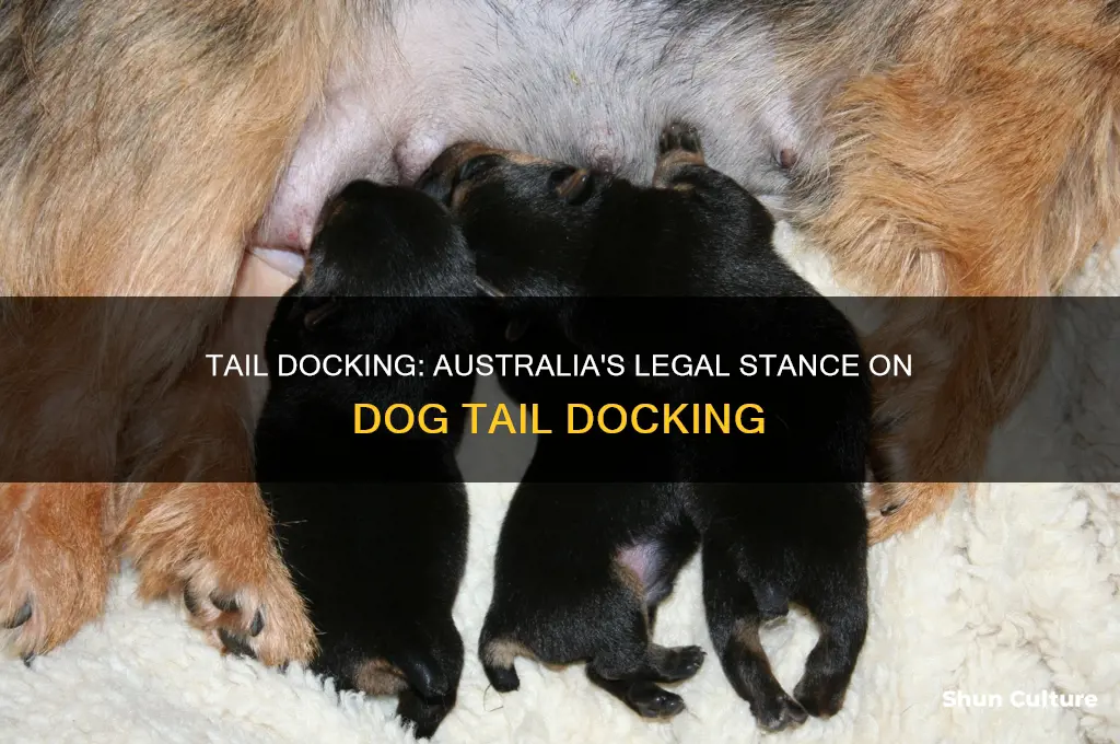 is docking dogs tails illegal in australia