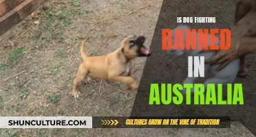 Dog Fighting in Australia: Is It Legal?