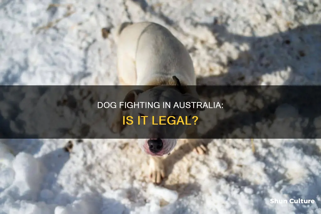is dog fighting banned in australia